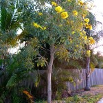 Tabebuia tree planted on East Ocean Blvd in Stuart, Florida - 2010